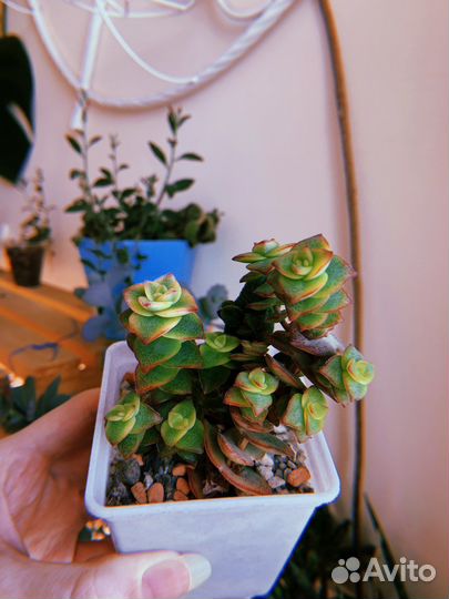 Суккуленты часть 3