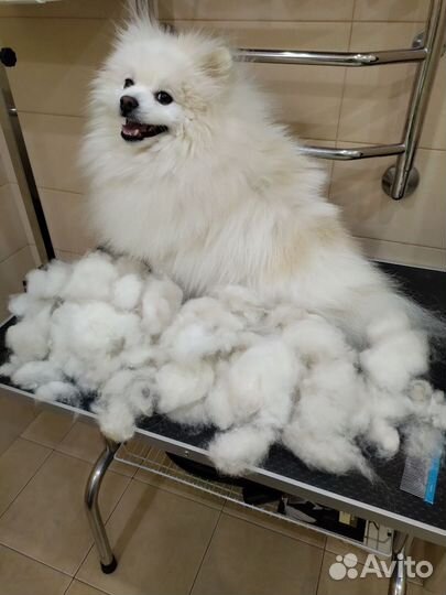 Стрижка животных на Макаренко