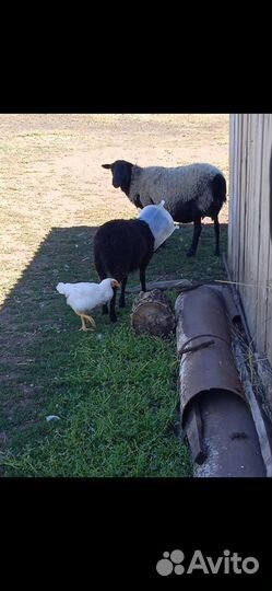 Ягнята баранчики