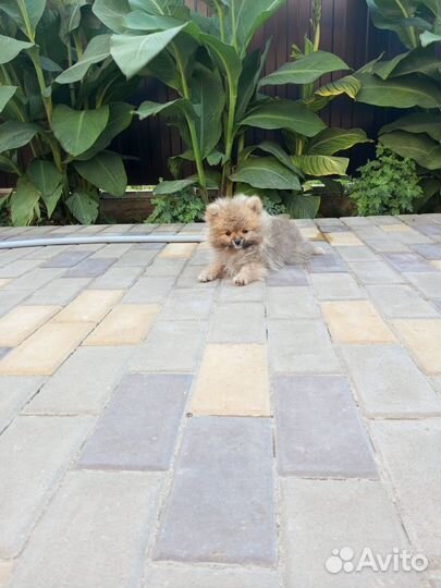 Померанский шпиц мини