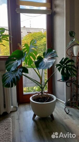 Продам Монстеру