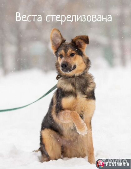 Веста ищет дом