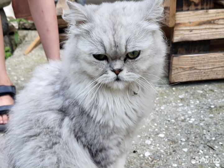 Персидская