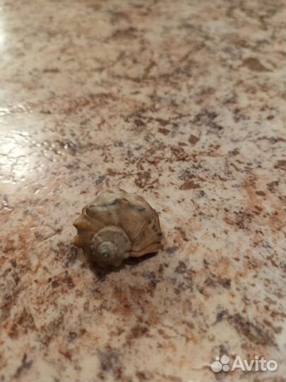 Ракушки с чёрного море