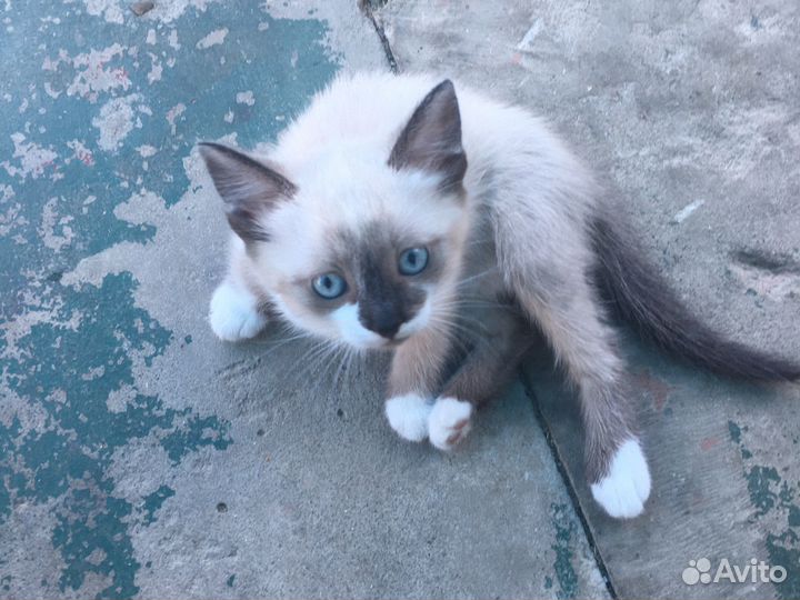 Кошка в дар
