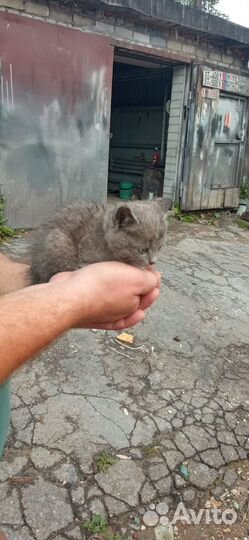 Котёнок в добрые руки