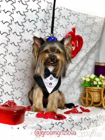 Йоркширский терьер стандарт вязка