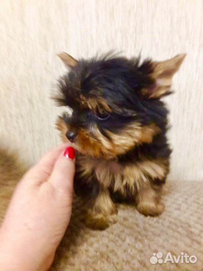 Йоркширский терьер мальчик