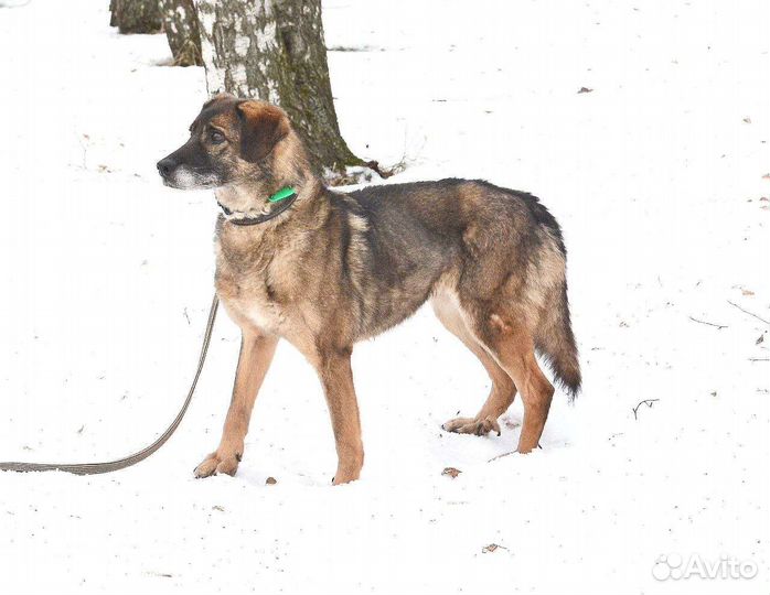 Красавица Дина из приюта