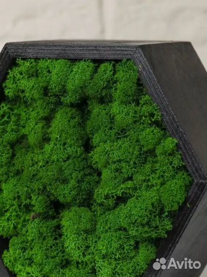 Полка декоративная сота со мхом серии birch oktaur