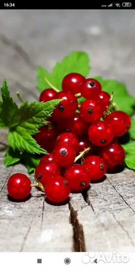 Замороженная ягода красной смородины