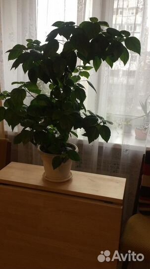 Гибискус китайская роза