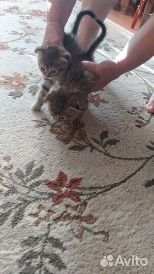 Вислоухие шотландцы