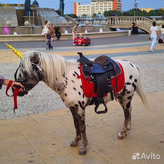Пони Аппалуза