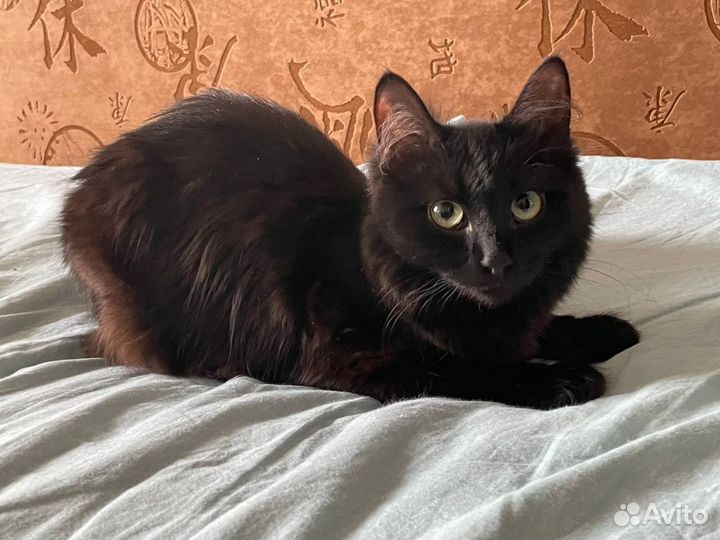 Кошка