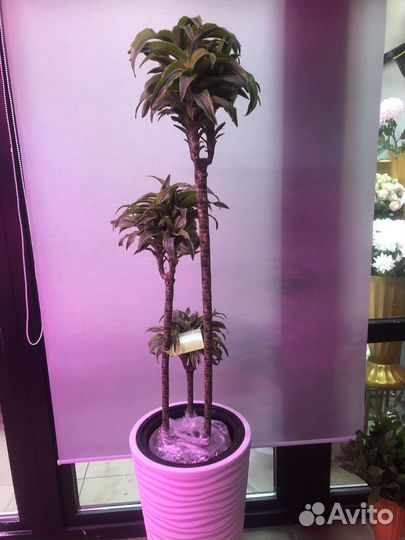 Драцена лимон лайм 155 см 3 ствола