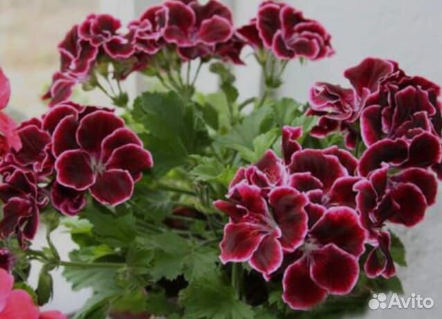 Королевская пеларгония