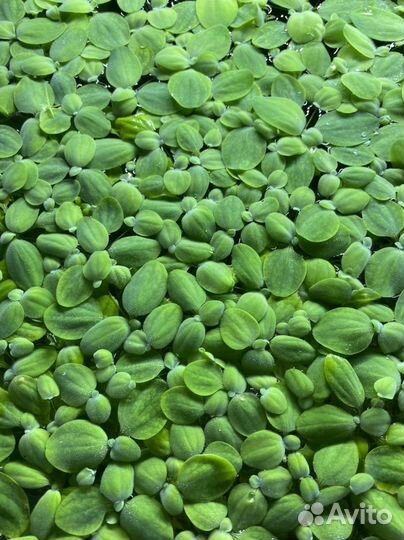 Сомы анцитрусы