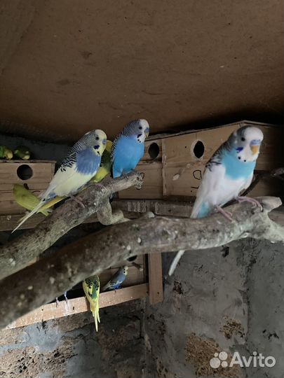 Волнистый попугай