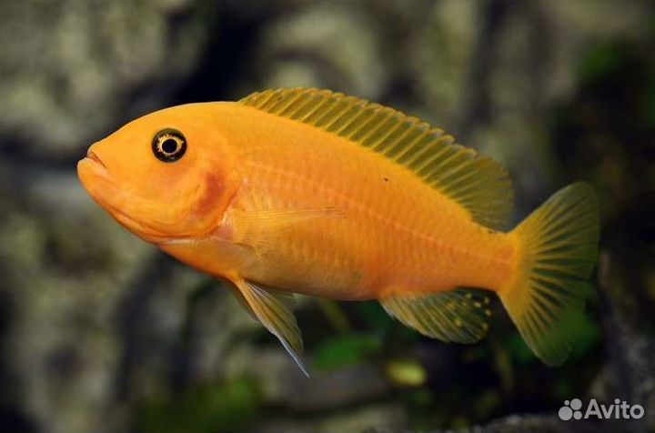 Цихлида красная зебра