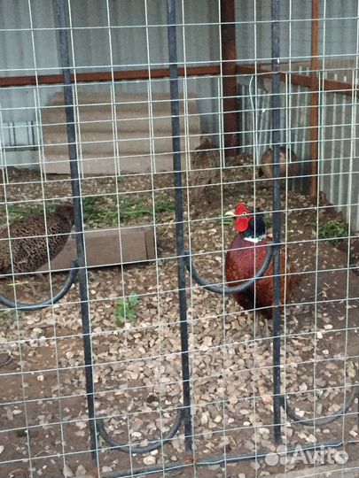 Птица фазан