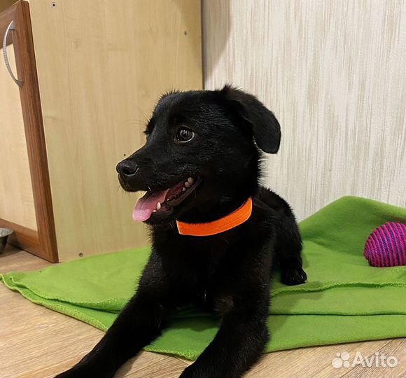 Щеночек девочка в добрые руки