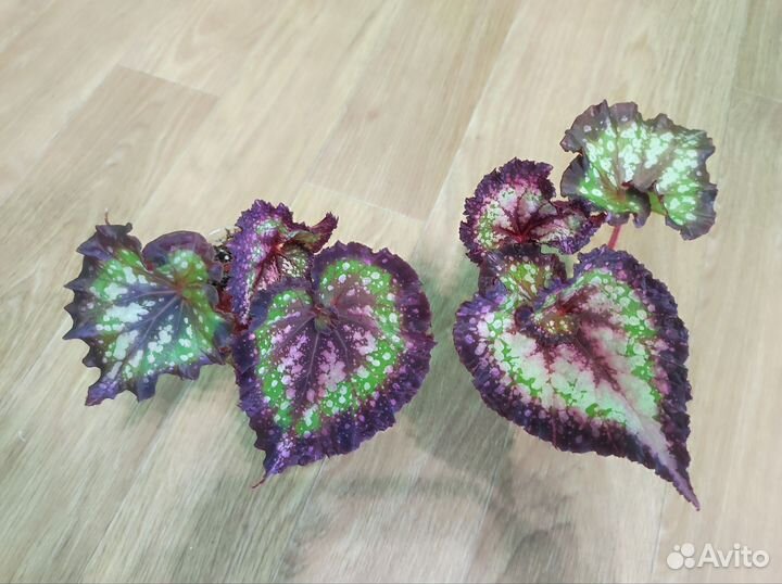 Декоротивно лиственная бегония