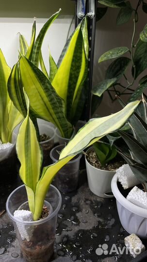 Сансевиерия сортовая коллекционные сорта