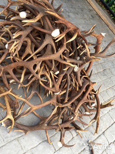 Рога лося, оленя. Прайс по ценам