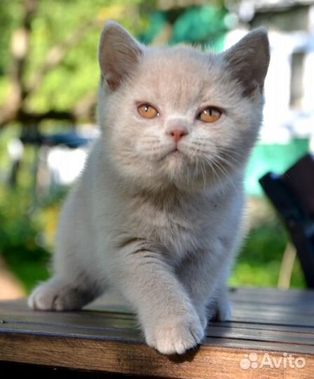 Британский котенок, девочка