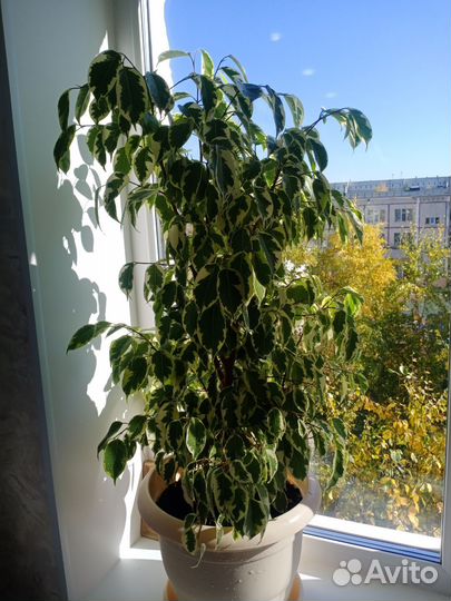 Фикус бенджамина