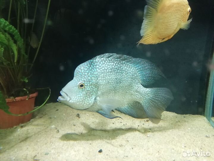 Малёк бриллиант. цихлазомы, северума, скалярии