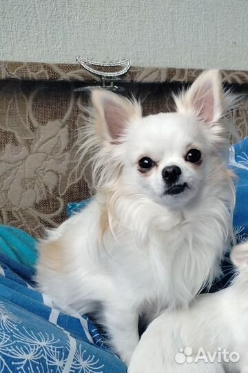 Вязка кобель чихуахуа