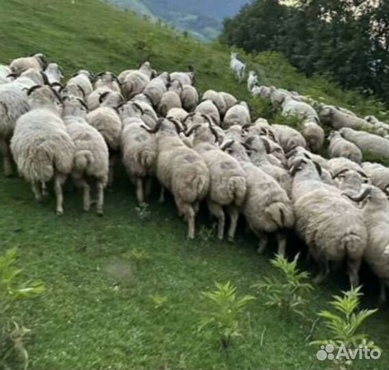 Баран кочкар