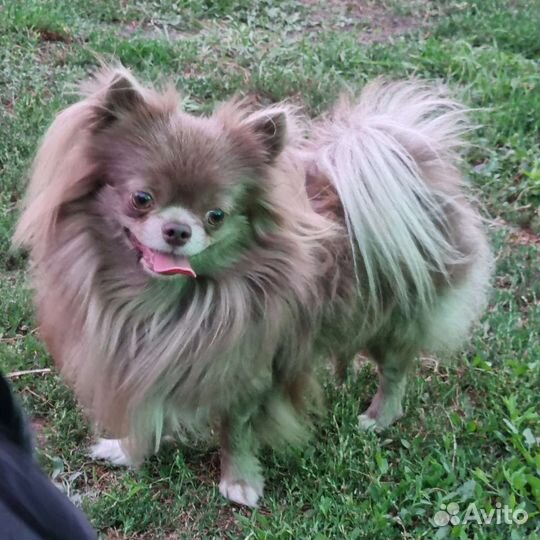 Лиловый кобель для вязок