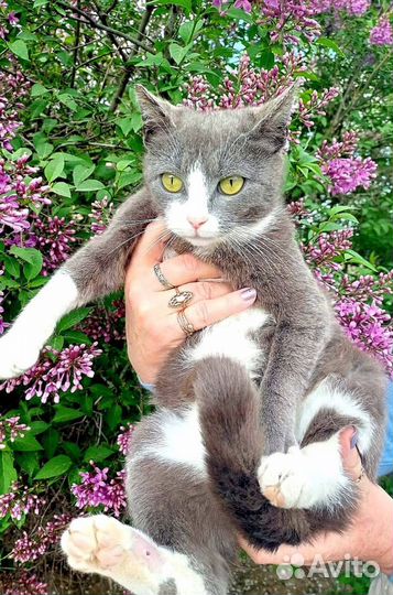 Красивая зеленоглазая кошечка,бросили хозяева