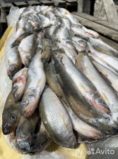 Корюшка с/м крупная (Николаевск) сезон 2023г