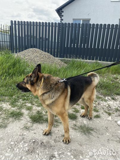 Кобель немецкой овчарки на вязку
