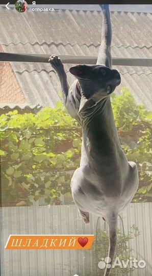 Донской сфинкс