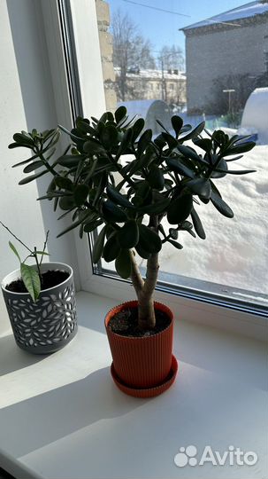 Цветок толстянка