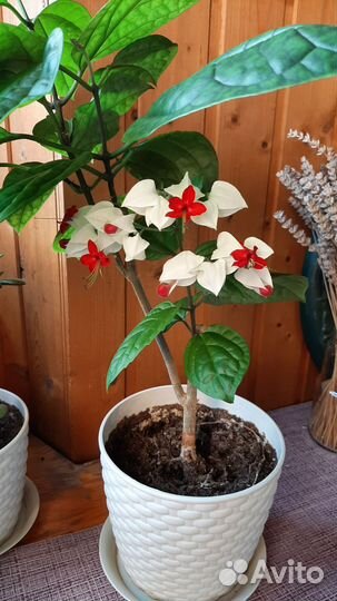 Клеродендрум Томпсона