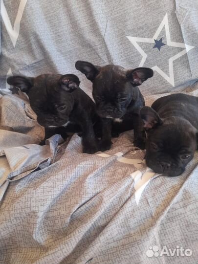 Продажа щенков