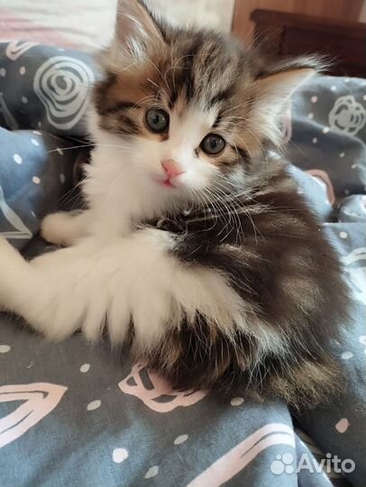 Курильский бобтейл