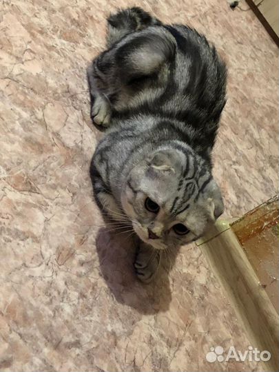 Вязка с вислоухим шотландским котом