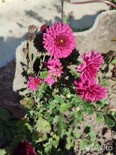 Хризантема