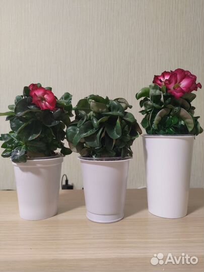 Адениумы мини, барашки, привитые