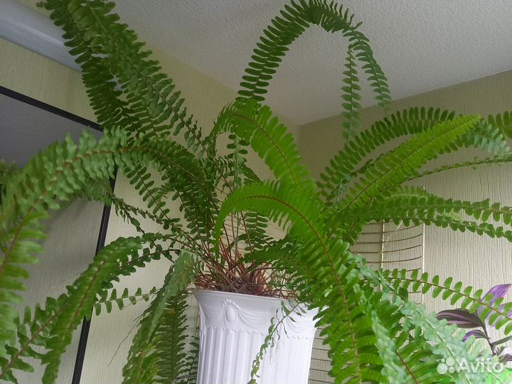 Спатифиллум,папоротник за 1500,Бегония 500