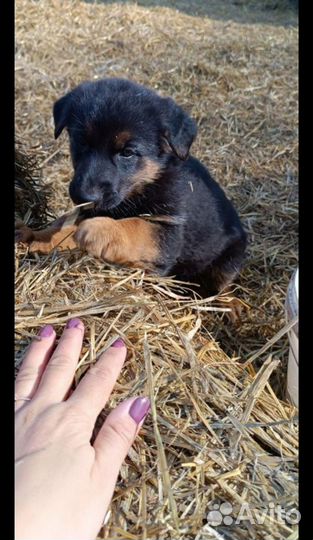 Щенки немецкой овчарки