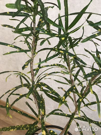 Комнатные цветы кротон