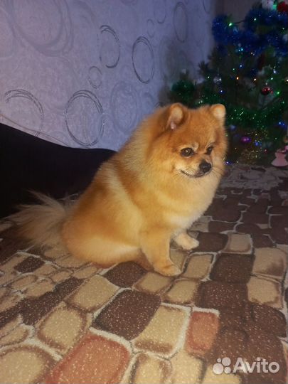 Малый немецкий шпиц
